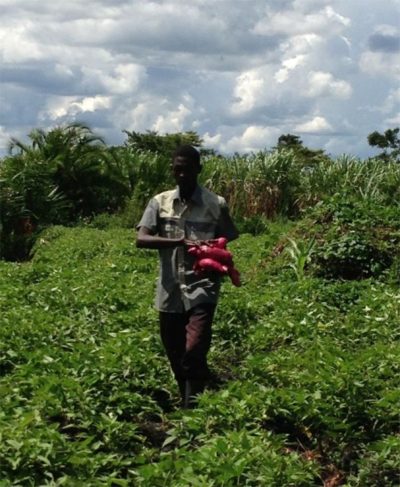 Fig. 2: The harvesting of sweet potatoes